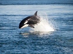 Viral Video Orca Bunuh Pelatih Jessica Radcliffe, Ini Faktanya