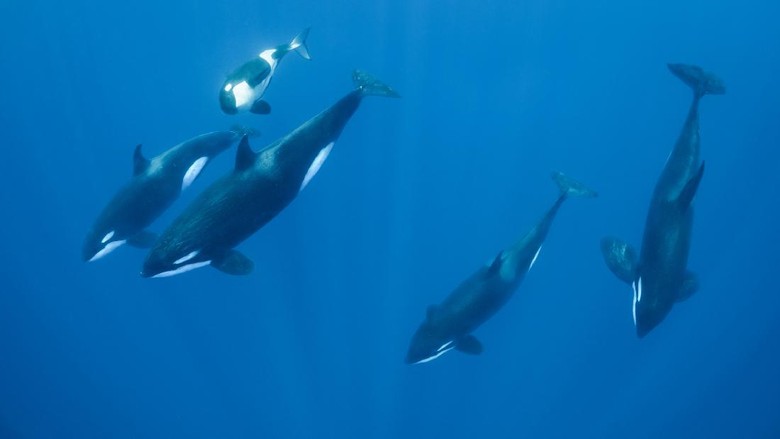 Paus Pembunuh A pod of orcas, including a juvenile, swim beneath us in the warm waters of the Solomon Islands.