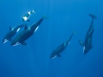 Kembali Menyerang, Kenapa Orca Suka Menenggelamkan Kapal?