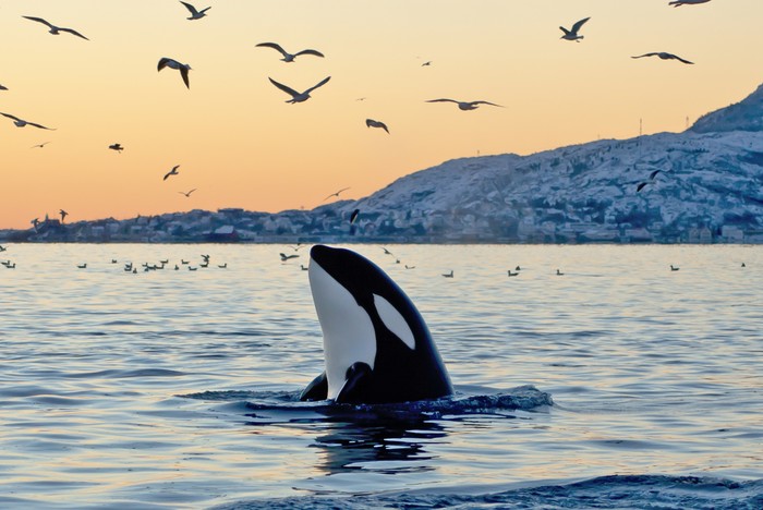 [b]Big Orca looking around[/b]
--- SEE MORE OF MY ORCA PICTURES ---
[align=