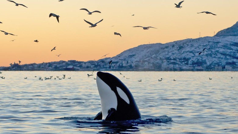 Seekor Paus Orca Ditemukan Mati Mendadak Di Sea World