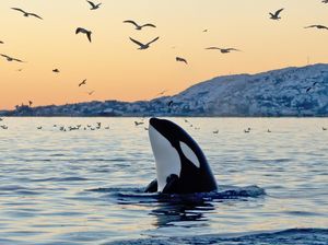 Viral Jessica Radcliffe Tewas Diserang Paus Orca, Ternyata Hoax Bikinan AI
