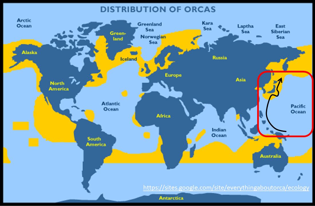 Pemodelan orca muncuk di biak