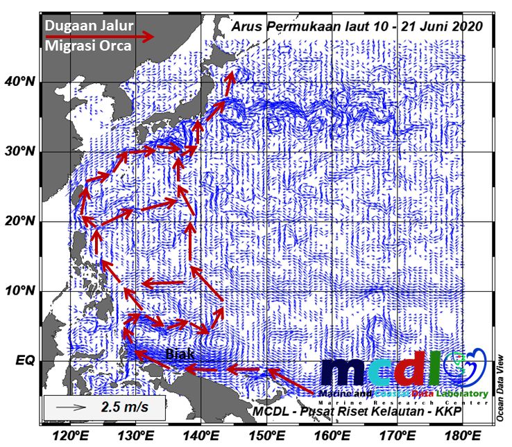 Pemodelan orca muncuk di biak