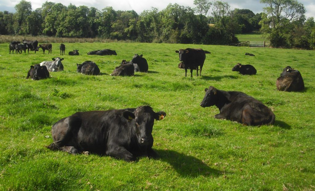 Sapi Wagyu Kabur Saat Akan Dilelang