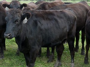 Waduh! Sapi Wagyu Seberat 400 Kg Ini Kabur Saat Akan Dilelang