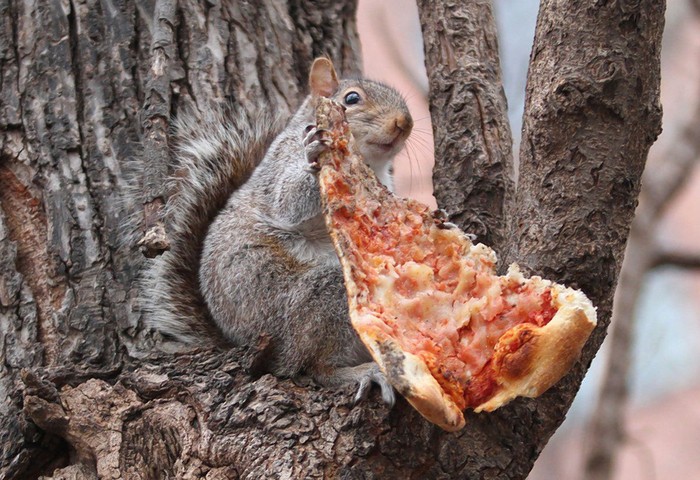 tupai makan pizza