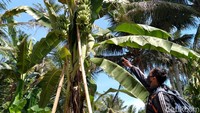 Suwarsono tak menyangka dari dua bunga itu ternyata justru tumbuh tiga tandan. Dia mengakui memang rajin merawat pohon pisangnya itu dengan diberi pupuk kandang dan disiram air. Pisang yang berusia sebulan itu tinggal beberapa pekan lagi siap dipanen. Suwarsono bercerita pohon pisang itu berusia tiga tahun. Namun, selama dua tahun pertama pohon pisang itu hanya berbuah satu tandan seperti pada pohon pisang pada umumnya.