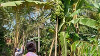 Suwarsono pun berencana tidak akan menjual pisangnya itu. Buah itu bakal dia konsumsi sendiri dan dibagikan kepada tetangga yang penasaran dengan pisang yang bertandan tiga itu. Keberadaan pohon pisang bertandan tiga itu pun jadi perhatian warga sekitar. Banyak warga yang datang untuk melihat pohon tersebut dan berfoto dengan latar pisang bertandan tiga itu.