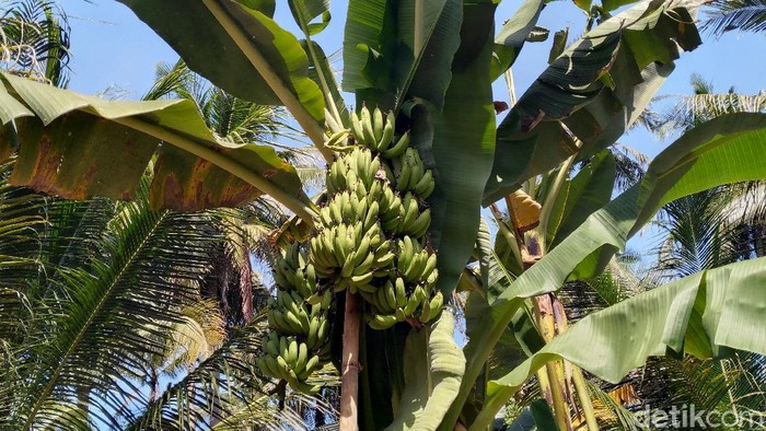 Sebuah pohon pisang di Kulon Progo jadi sorotan karena tak lazim. Pohon pisang itu tak biasa karena memiliki tiga tanda. Berikut potretnya.