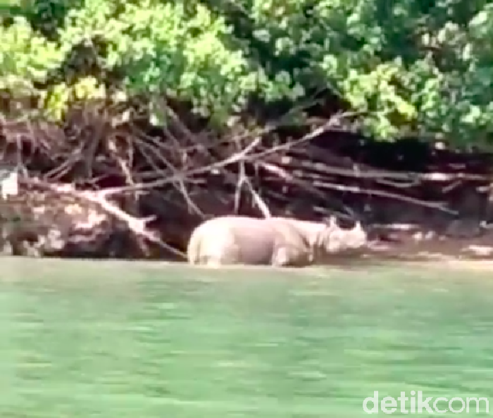 Momen langka badak bercula satu tengah mengasin di Ujung Kulon.