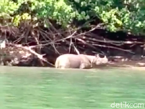 Tega! Pemburu Beberkan Cara Lumpuhkan Badak Demi Dapatkan Cula
