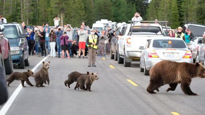 Beruang menyeberang jalan di Wyoming.