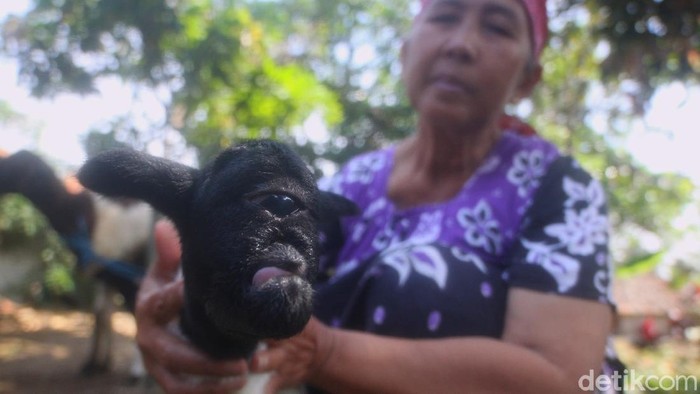 Kambing Bermata Satu di Sumedang