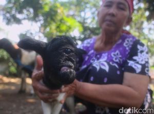 Jabar Hari Ini: Geger Kambing Dajjal dan Ortu Siswa Protes PPDB