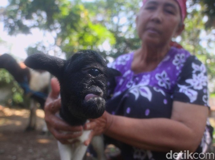 Kambing Bermata Satu di Sumedang