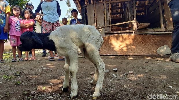 Kambing Bermata Satud di Sumedang