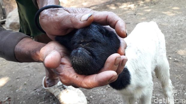 Kambing Bermata Satud di Sumedang
