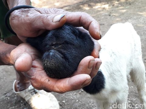 Kambing Bermata Satud di Sumedang