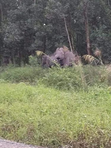 Kawanan gajah masuk kampung di OKI Sumsel (Foto: Dok. Kepala Desa Cengal)