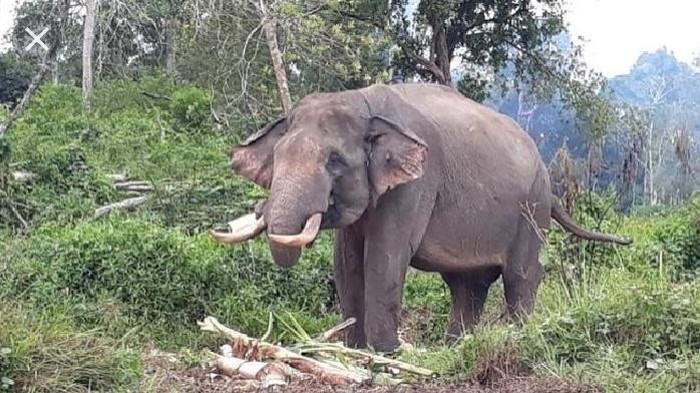 Kawanan gajah masuk kampung di OKI Sumsel (Foto: Dok. Kepala Desa Cengal)