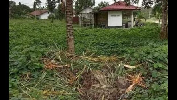 Kawanan gajah masuk kampung di OKI Sumsel (Foto: Dok. Kepala Desa Cengal)