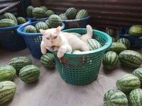 Pearl, Kucing Berwajah Galak yang Jadi Pengawas Kebun Semangka