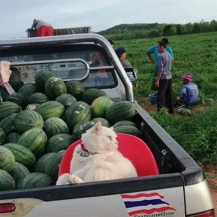 Kucing 'galak' pengawas kebun semangka