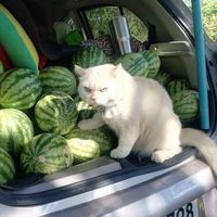 Pearl, Kucing Berwajah Galak yang Jadi Pengawas Kebun Semangka