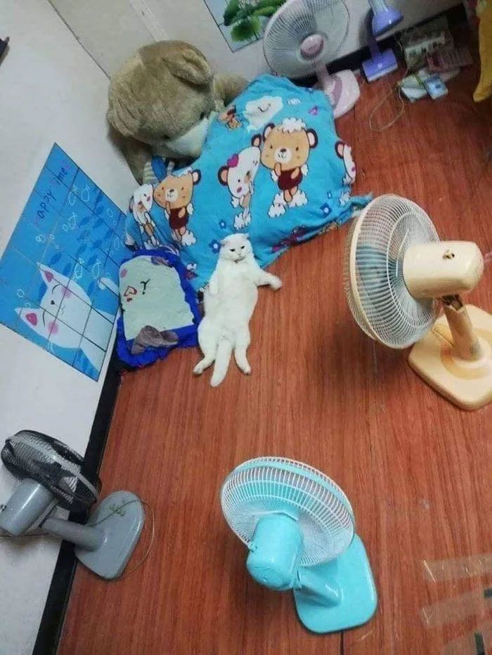 Kucing 'galak' pengawas kebun semangka