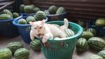 Potret Kucing Pemarah tapi Tetap Imut