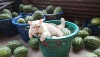 Tidak hanya pemiliknya saja yang mencintai kucing berbulu putih ini. Namun satu desa dan juga warganet sangat menyanyangi Pearl. Bahkan Pearl punya laman sendiri lho di Facebook. Dan sudah diikuti oleh lebih dari 1.200 orang. (dok Facebook) 