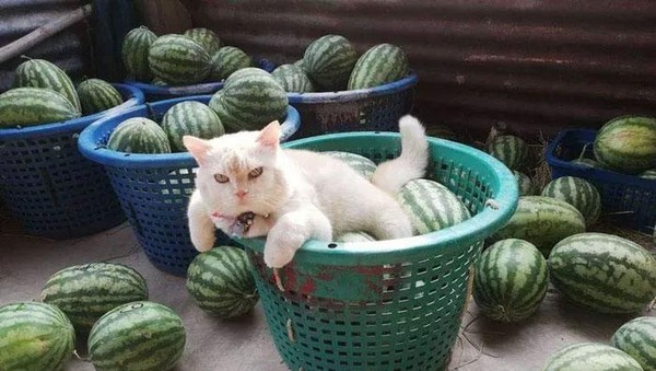 Potret Kucing Pemarah tapi Tetap Imut
