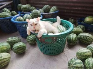 Potret Kucing Pemarah tapi Tetap Imut