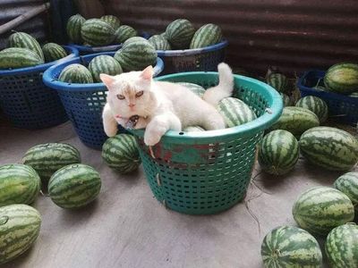 Potret Kucing Pemarah tapi Tetap Imut