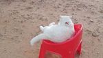 Potret Kucing Pemarah tapi Tetap Imut