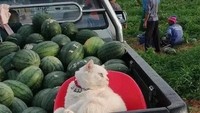 Tatapannya yang selalu ingin marah ternyata berbeda dengan tingkahnya. Sama seperti kucing pada umumnya, Pearl juga suka bermain dan kadang sangat manja. (dok Facebook)