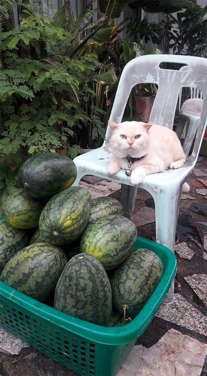 kucing pemarah