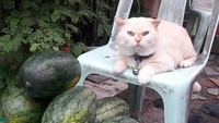 Dalam beragamm kesempatan, tuannya pun mengambil gambar seolah Pearl sedang mengawasi pekerja dengan wajah juteknya. (dok Facebook)