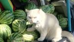 Potret Kucing Pemarah tapi Tetap Imut