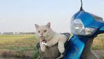 Potret Kucing Pemarah tapi Tetap Imut