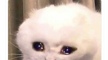 Pemakai iPhone 6 menangis karena tidak mendapatkan update iOS 14. Foto: istimewa