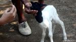 Melihat Lebih Dekat Anak Kambing Bermata Satu di Sumedang