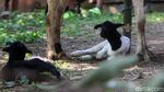Melihat Lebih Dekat Anak Kambing Bermata Satu di Sumedang