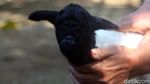 Melihat Lebih Dekat Anak Kambing Bermata Satu di Sumedang