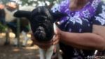 Melihat Lebih Dekat Anak Kambing Bermata Satu di Sumedang