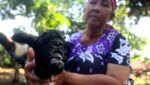Melihat Lebih Dekat Anak Kambing Bermata Satu di Sumedang