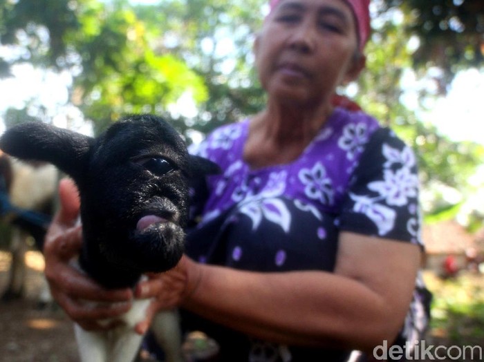 Warga Sumedang dihebohkan dengan anak kambing bermata satu. Segelintir warga menyebutnya kambing 'dajjal'. Berikut potretnya.