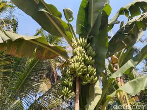Nggak Biasa! Pohon Pisang di Kulon Progo Ini Punya 3 Tandan