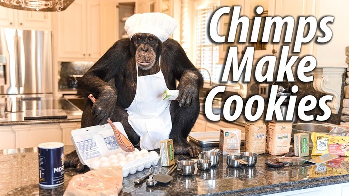 Simpanse Jadi YouTuber yang Jago Masak